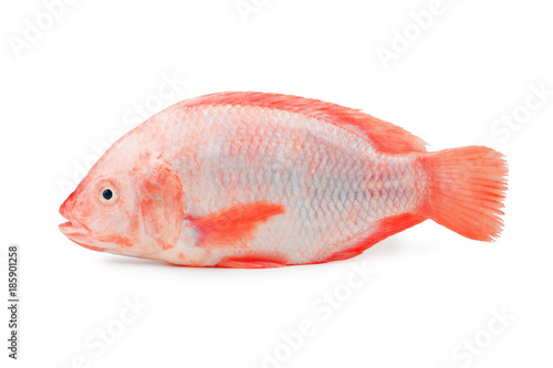 One raw red tilapia fish isolated on white background.