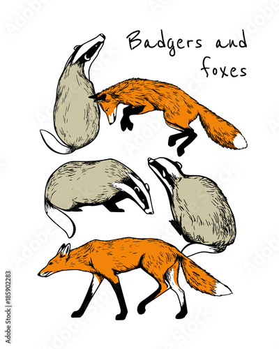 Hand drawn badgers and foxes