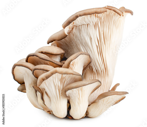 Pleurotus ostreatus isolated on white background. Edible mushrooms.