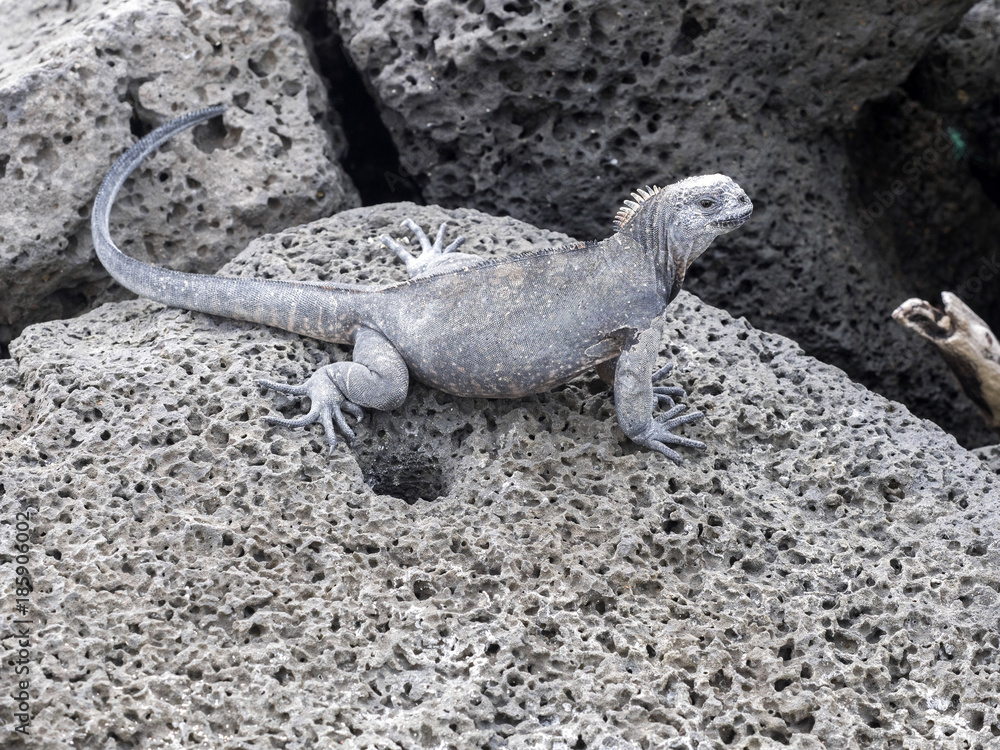 Fototapeta premium Marine Iguana, Amblyrhynchus cristatus hassi, is on the island of Santa Cruz, very abundant, Galapagos, Ecuador