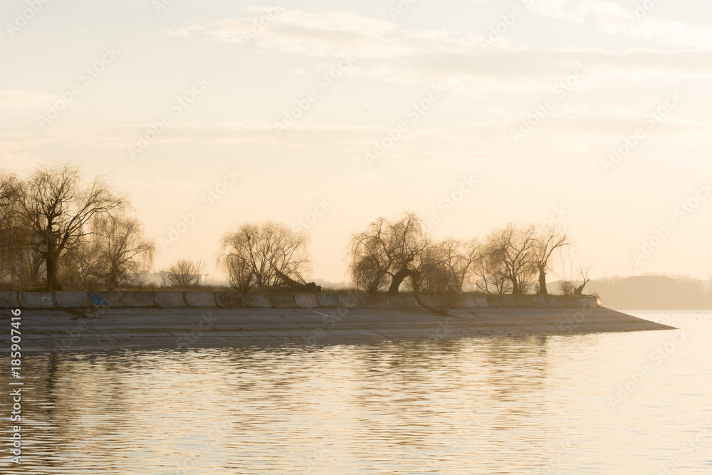 Fototapeta premium Leafless Trees Bathing in a Sea of Light