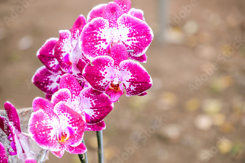 Soft focus of purple orchid flowers with blurry background (Cypripedioideae)