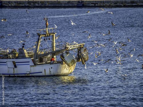 Seagull flock to greet a returning fishing boat at the city of Cartagena, Spain