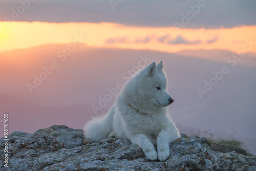 Wall Mural Beautiful white samoyed dog standing on a rock in the sunset light