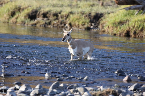 Pronghorn Wyoming, Yellowstone National Park photo