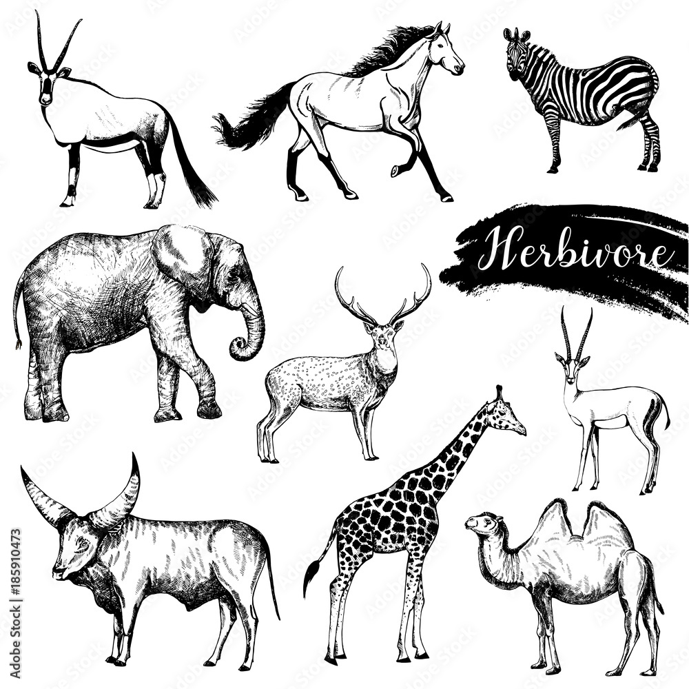 Set of sketch style hand drawn herbivore animals. Vector illustration  isolated on white background. Stock Vector | Adobe Stock