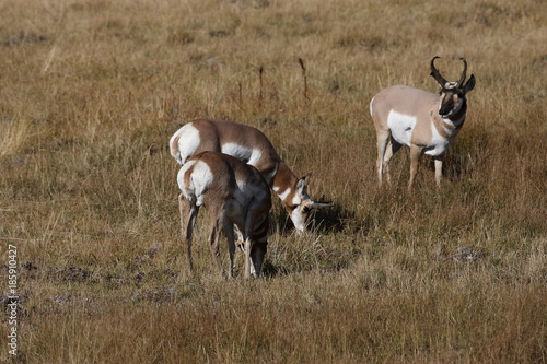 Pronghorn Wyoming, Yellowstone National Park photo