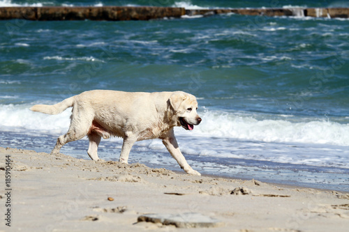 a yellow labrador running to the sea