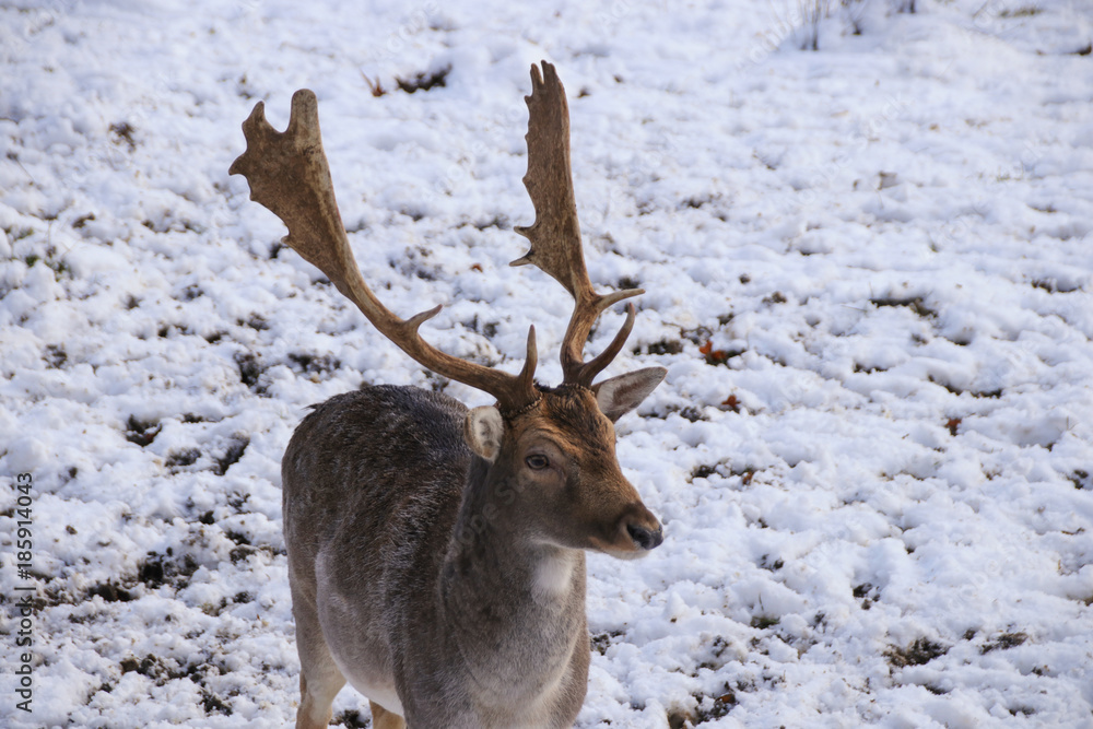 Hirsch Portrait im Winter Hirsch Portrait im Winter