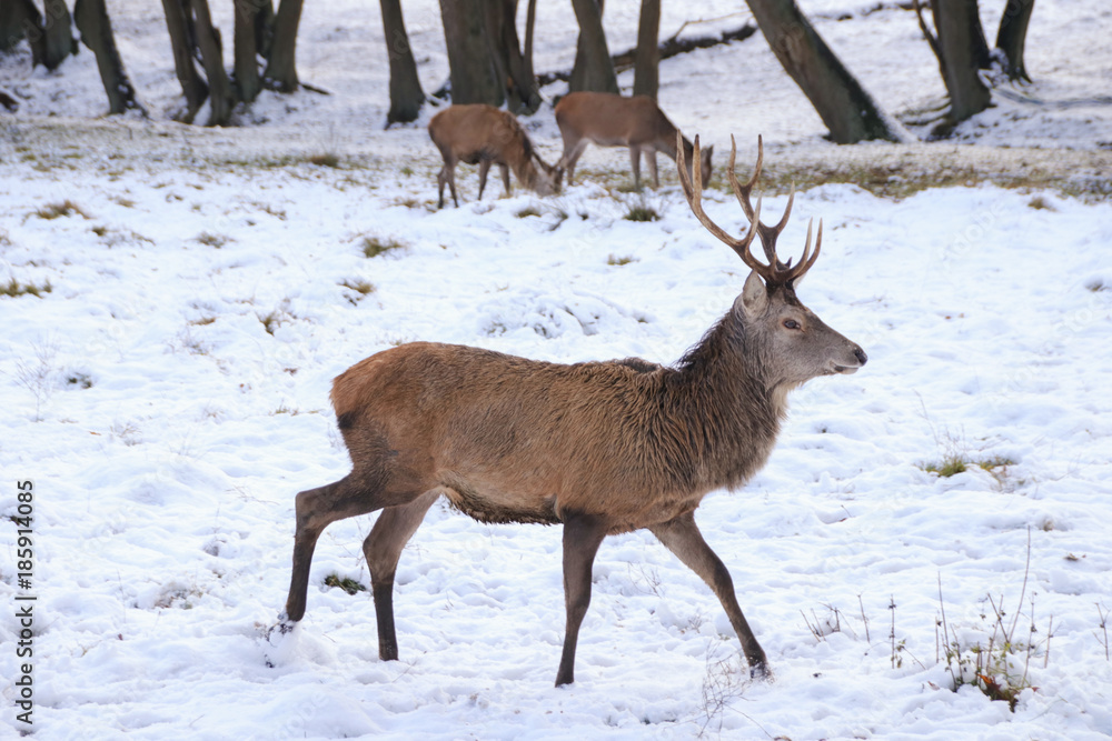 Fototapeta premium Hirsch läuft im Schnee, Winter 