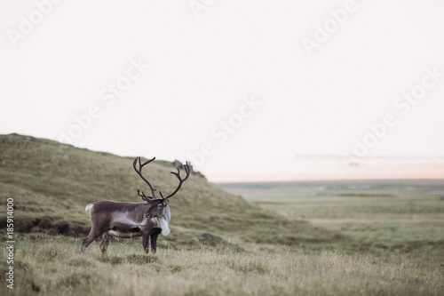 Wildlife | Isländisches Reentier