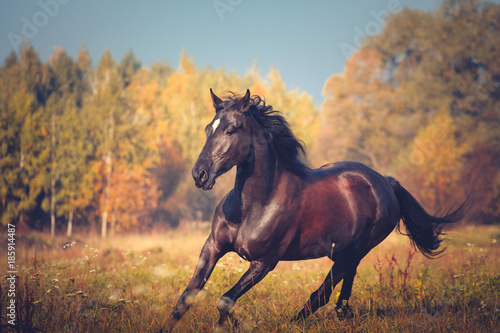 Portrait of dark brown horse running on the yellow autumn trees and blue sky nature background photo