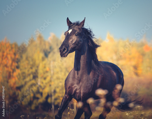 Portrait of black horse running on the yellow autumn trees and blue sky nature background