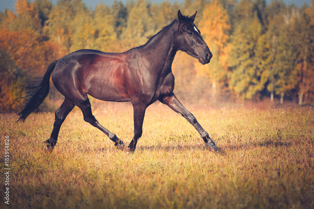 Black horse trotting on the autumn forest background Black horse trotting on the autumn forest background