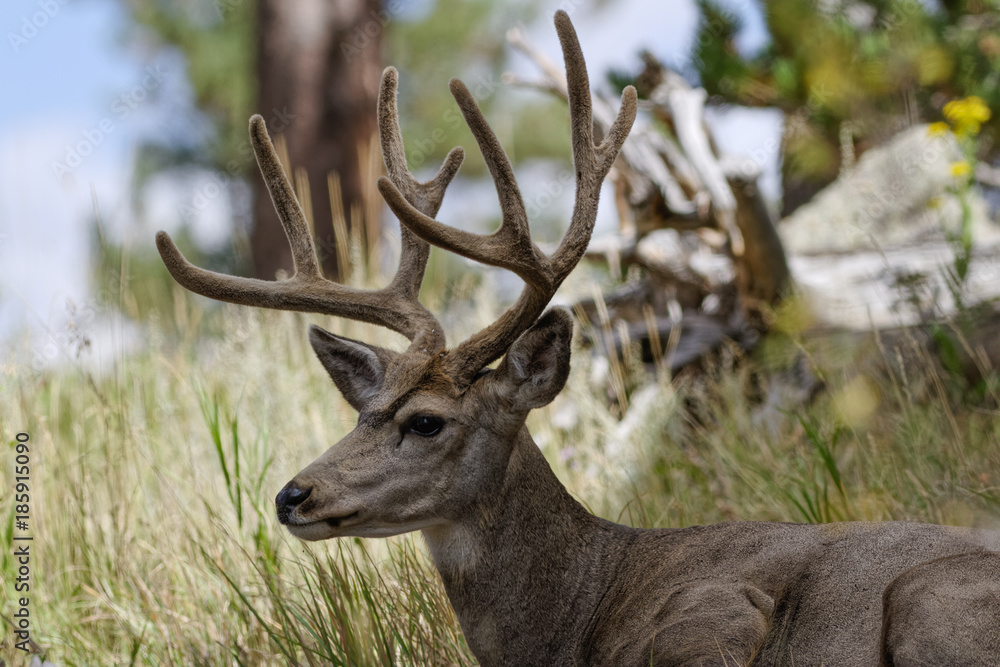 Wild Deer on the High Plains of Colorado Wild Deer on the High Plains of Colorado