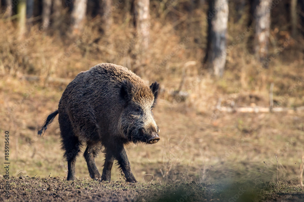 Wild boar in forest Wild boar in forest