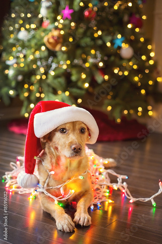 Silly dog wrapped in Christmas lights.