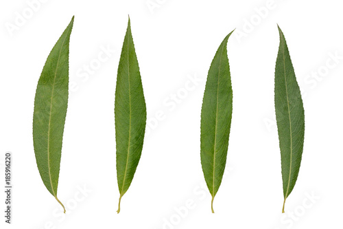 four dry green leaves of willow on white background