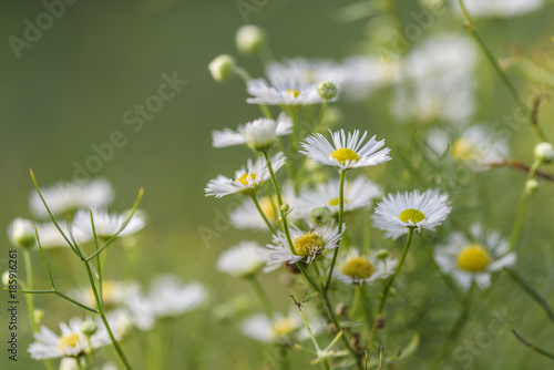 abstract back ground with Flower daisywheel