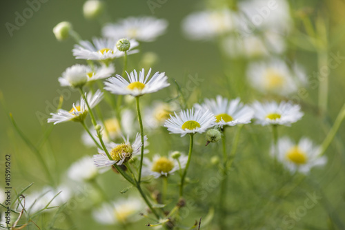 Obraz na plátně abstract back ground with Flower daisywheel