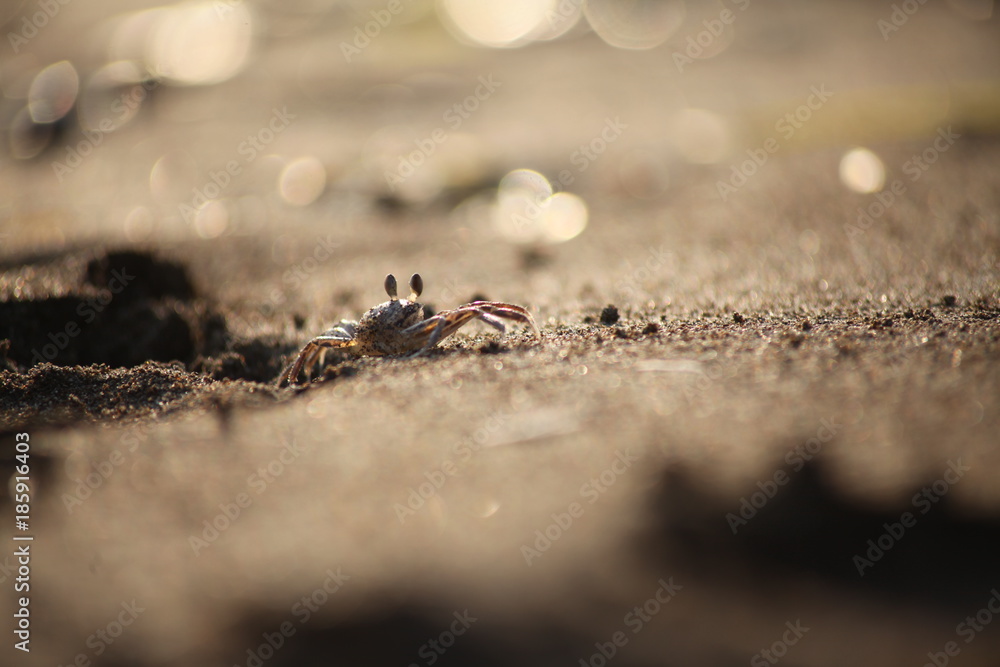 Fototapeta premium crab on the beach