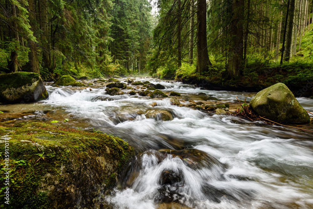 mountain river in summer