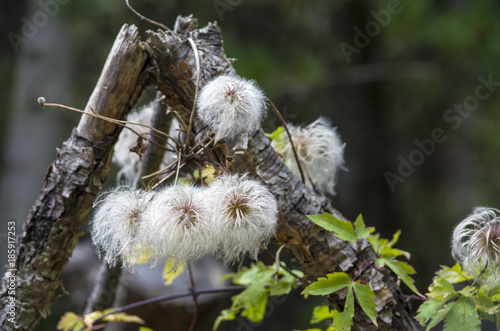 Fiore peloso di montagna photo