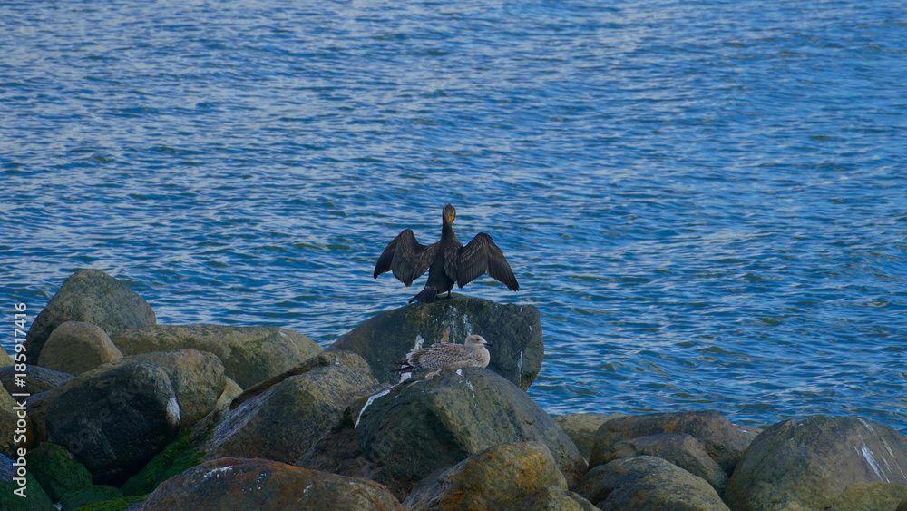 Cormorant on the beach. A well-known bird found on the beach. The black feathers are fine to distract rivals, hunt for fish and other sea animals.