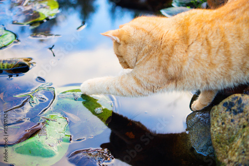 Fototapeta Naklejka Na Ścianę i Meble -  Ginger cat touching water with its paw