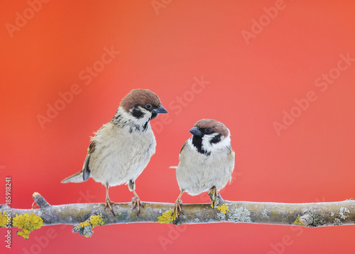 a pair of cute little Sparrow bird sitting in a tree in the garden on a bright day