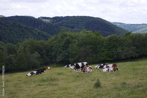 Cows on pasture at the german Eifel region.