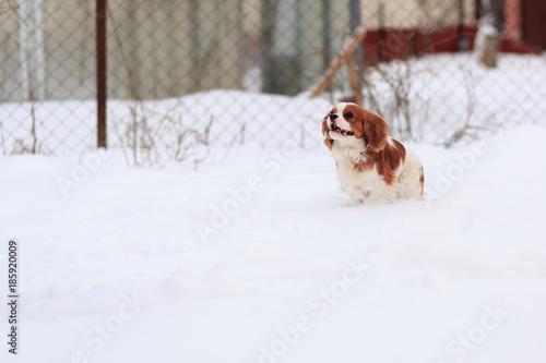 Fototapeta Naklejka Na Ścianę i Meble -  The dog a King Charles Spaniel runs on snow. A dog in the movement.