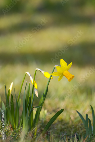 Fototapeta Naklejka Na Ścianę i Meble -  Flowers in springtime and summer (daffodil)