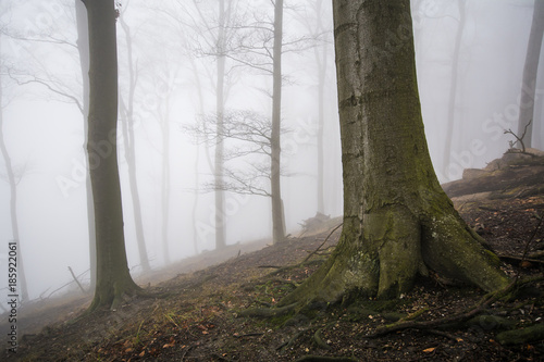Roots, trees in fog in Slovakia forest, little Carpathian, Europe