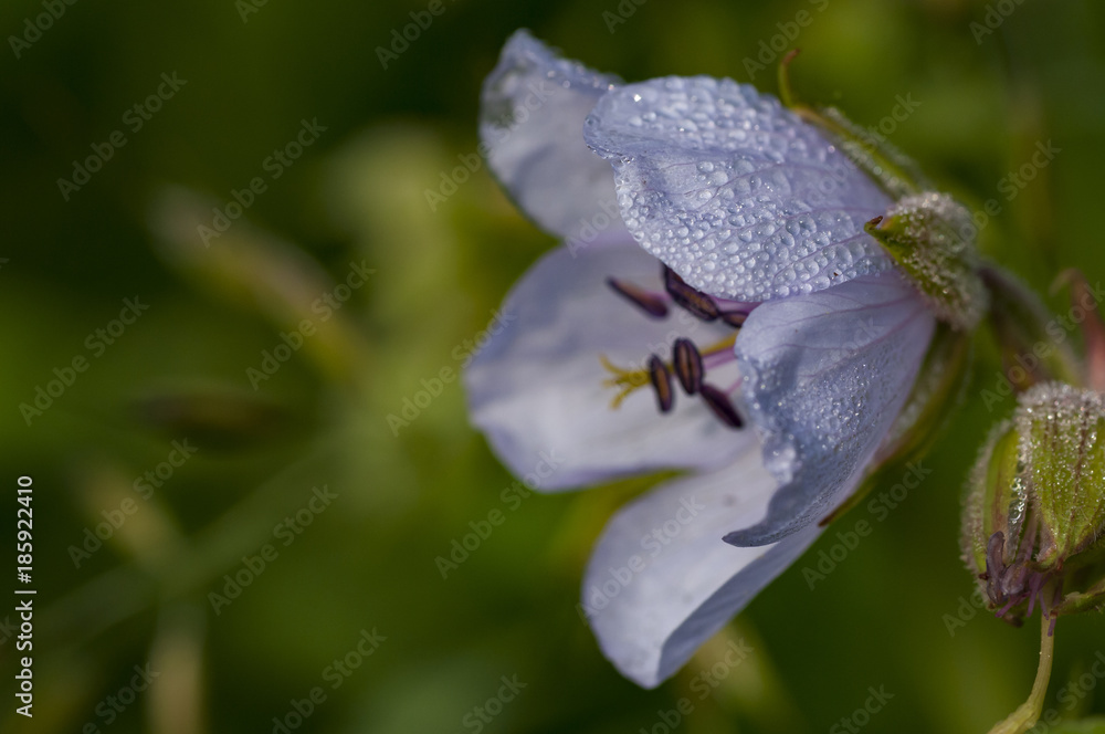 Fototapeta premium Flowers in springtime and summer