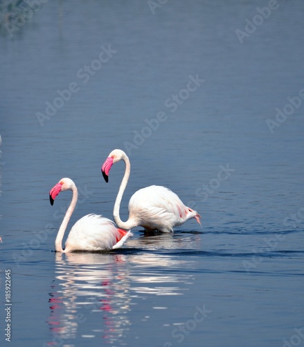 Flamingos on the lake, pink bautiful animal