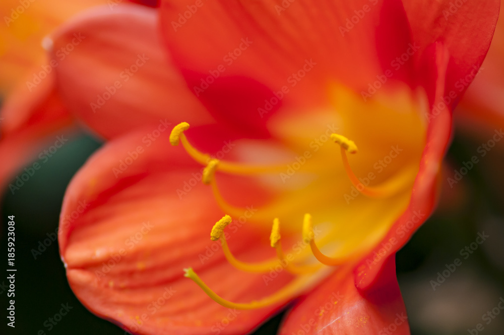 Flowers in springtime and summer Flowers in springtime and summer