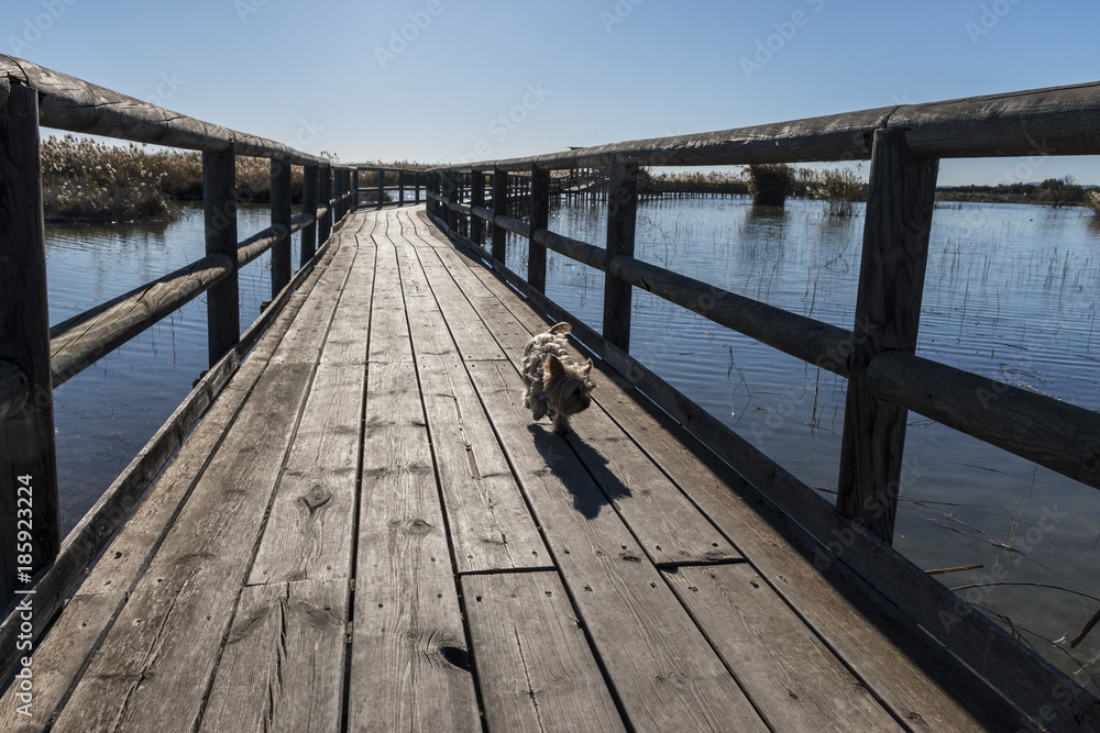 blond yorkshire on wooden walkway in the marsh of La Fonda