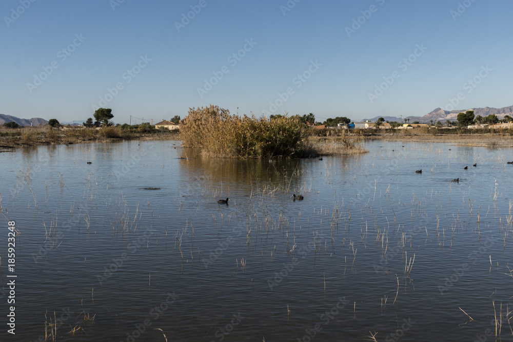 coot common in the marsh of the nature park of La Fonda