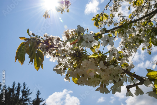 Flowers in springtime and summer (apple blossom)