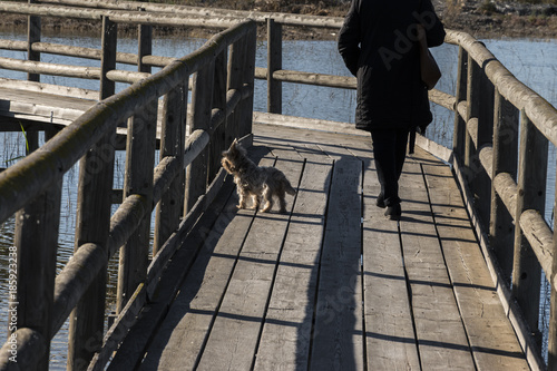 blond yorkshire and woman walking on wooden walkway in the marsh of La Fonda