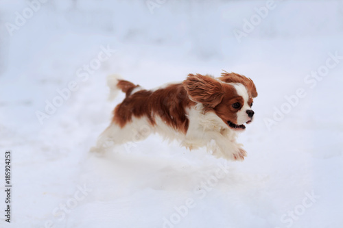 The dog a King Charles Spaniel runs on snow. A dog in the movement. © natalliatolk119
