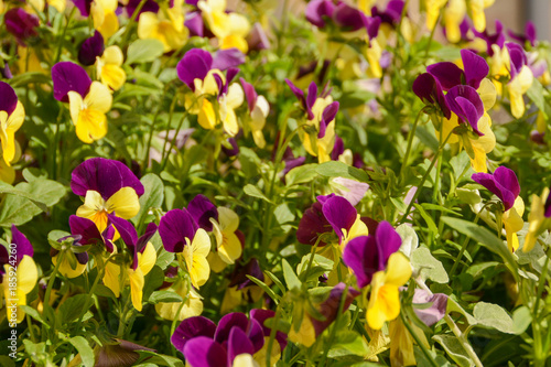 Yellow and purple garden flowers pansies