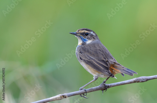 Bluethroat or Luscinia svecica, beautiful brown bird sitting on branch with green background in nature, Thailand.