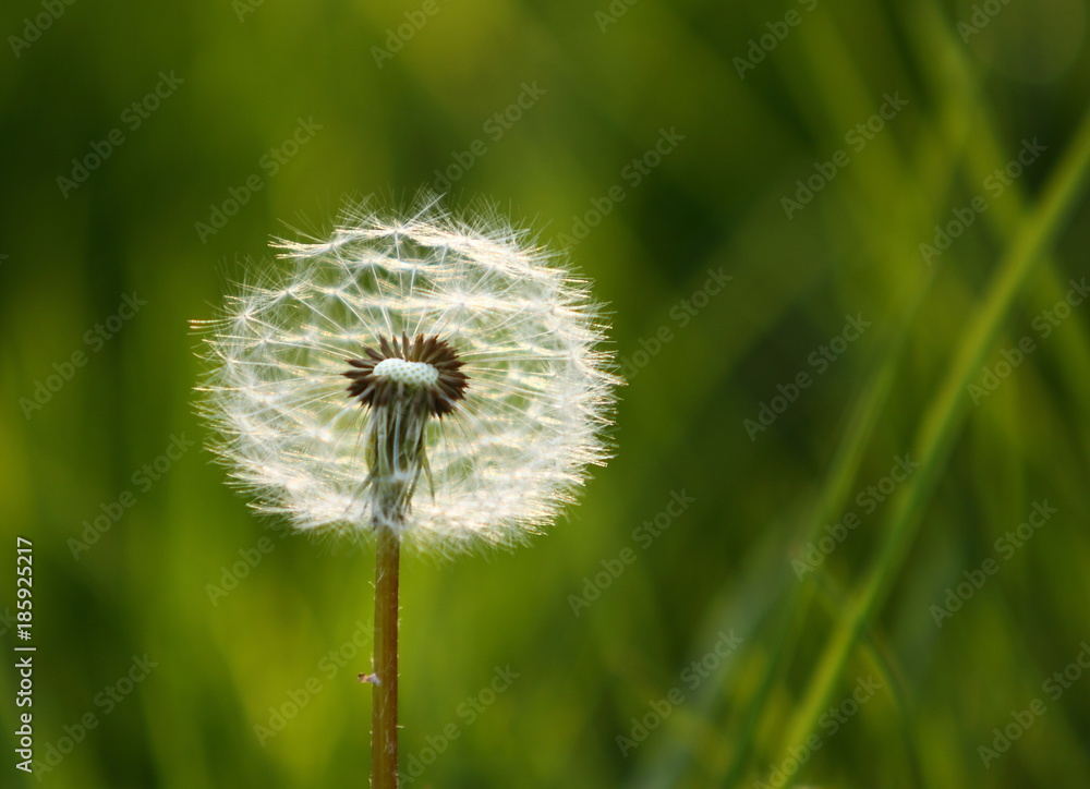Fototapeta premium Pusteblume