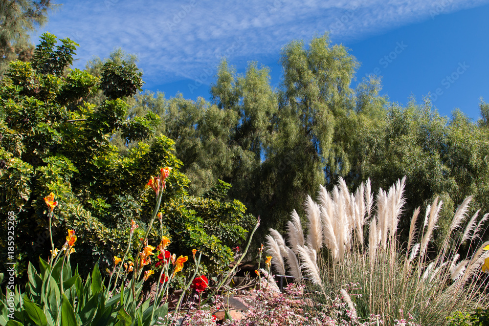 Fototapeta premium Farn