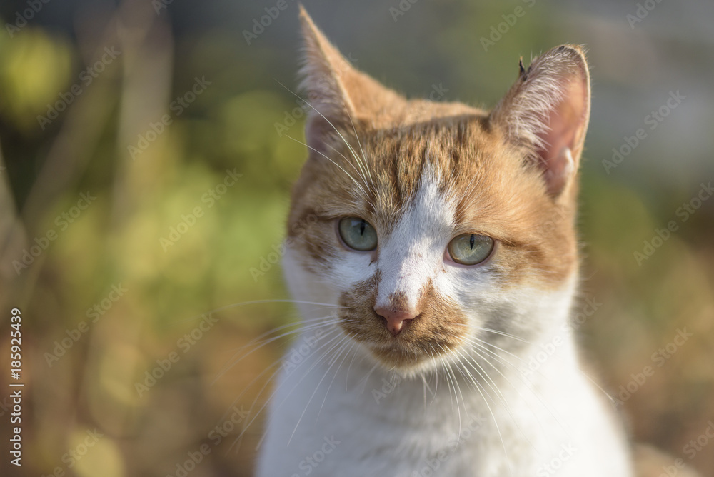 Street cat head close up