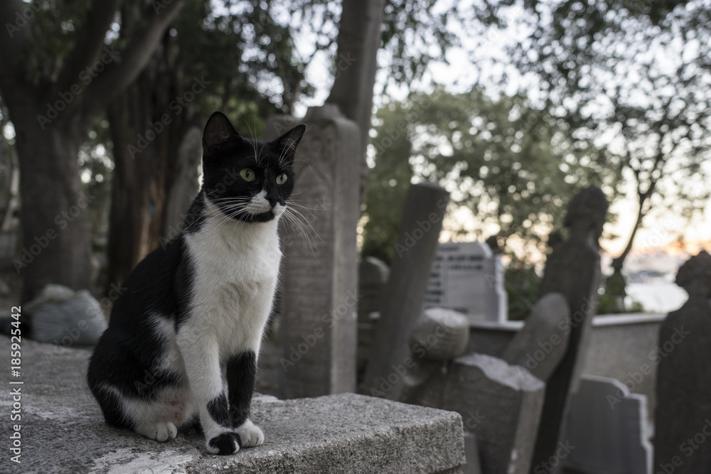 Pierre Loti, a cat sitting on a gravestone