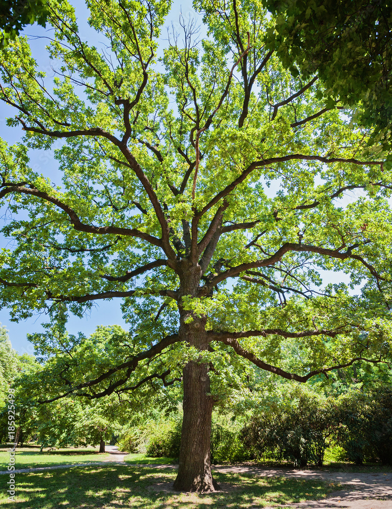 Large Samanea saman tree with branch in Kanchanaburi, Thailand. Large Samanea saman tree with branch in Kanchanaburi, Thailand.