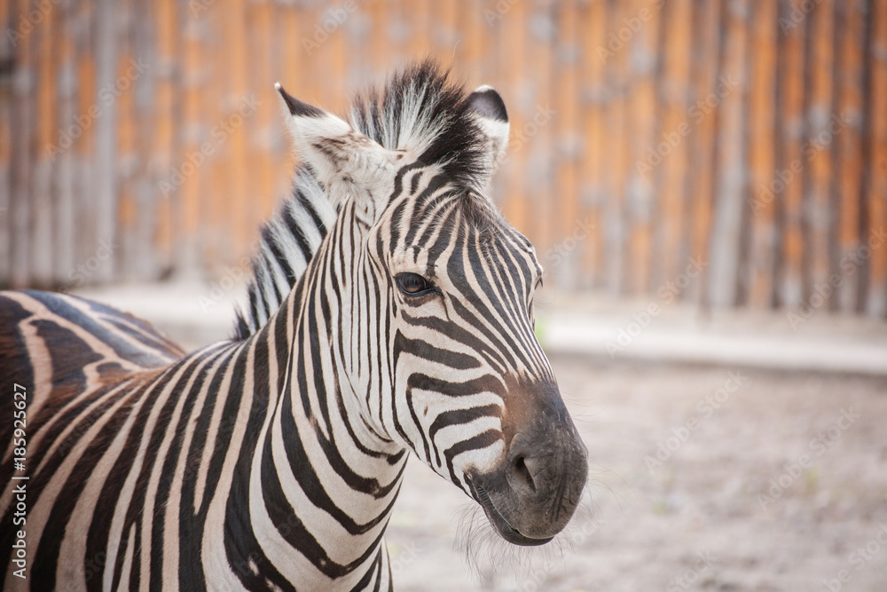 zebra at the green park in Zoo zebra at the green park in Zoo